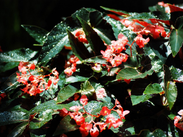 Обои картинки фото цветы, бегония