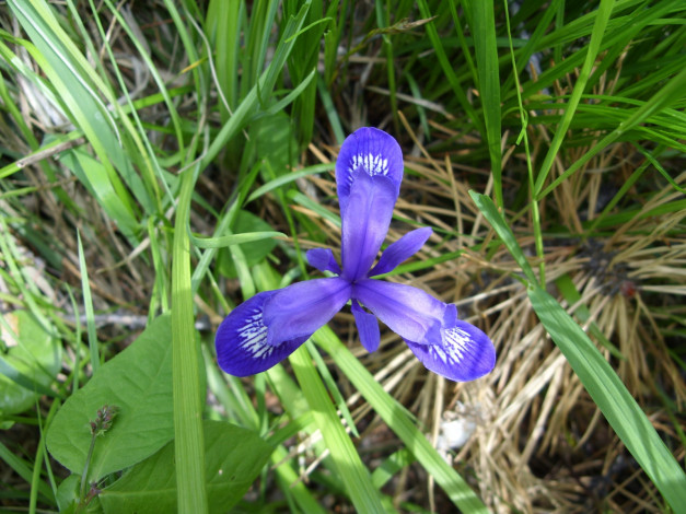 Обои картинки фото цветы, ирисы