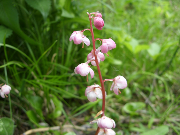 Обои картинки фото цветы, луговые, полевые