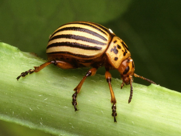 Обои картинки фото животные, насекомые