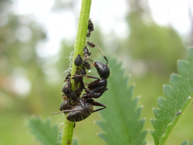 Обои картинки фото животные, насекомые