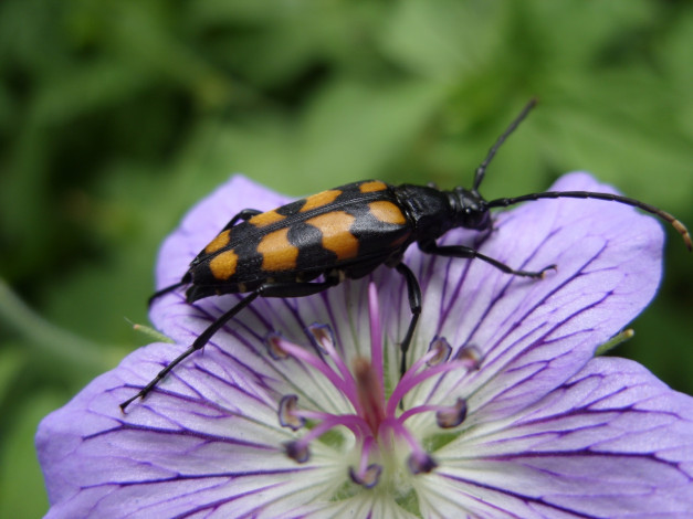 Обои картинки фото животные, насекомые