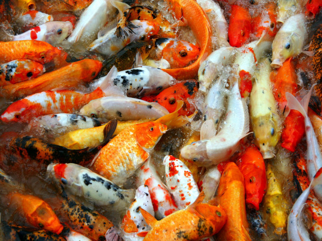 Обои картинки фото животные, рыбы