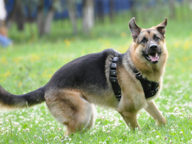 Обои картинки фото животные, собаки