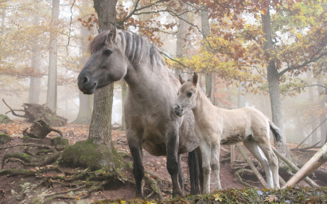 Обои картинки фото животные, лошади