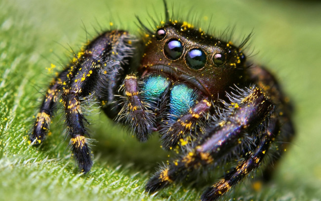 Обои картинки фото животные, пауки