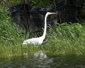 Картинка животные цапли