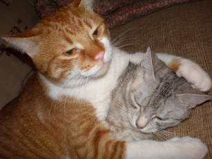 Картинка мои котята животные коты