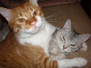 Картинка мои котята животные коты