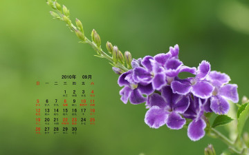 Картинка календари цветы