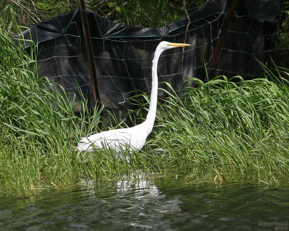 Обои картинки фото животные, цапли