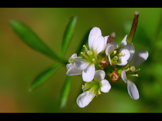 Обои картинки фото цветы, цветущие, деревья, кустарники