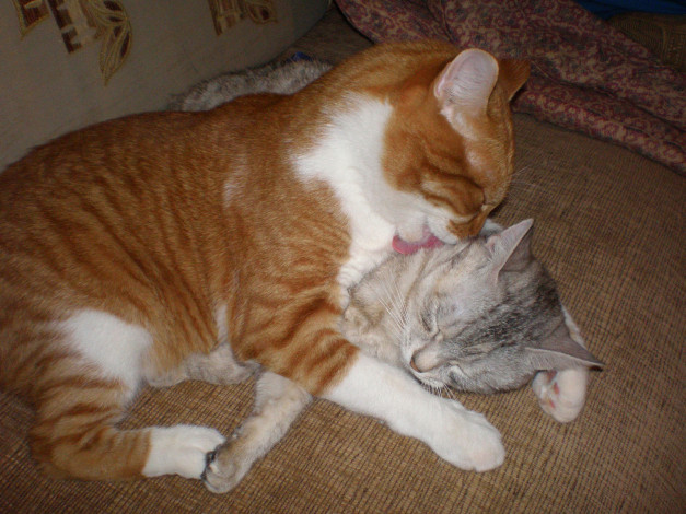 Обои картинки фото мои, котята, животные, коты