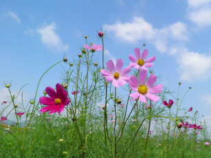 Картинка цветы космея небо облака стебли лепестки лето