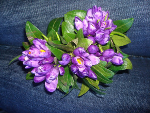 Картинка цветы крокусы сиреневый зеленый синий