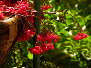 Картинка калина автор valyamedik природа Ягоды красный зеленый