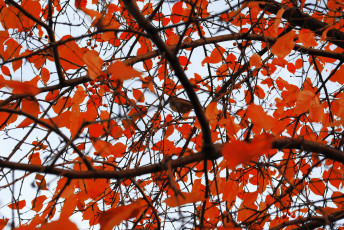 Картинка природа листья ветки птицы