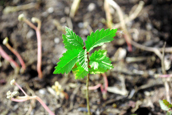 Картинка природа макро цветы трава