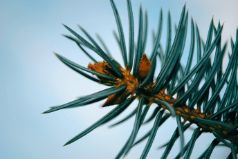 Картинка природа макро ель деревья ветки иголки