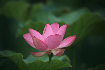 Картинка цветы лотосы тёмный розовый лепестки