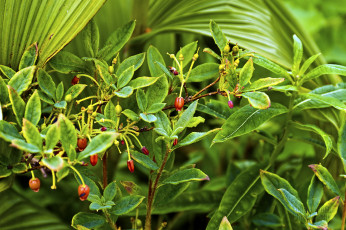 Картинка природа Ягоды куст