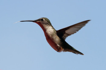 Картинка животные колибри клюв полет крылья