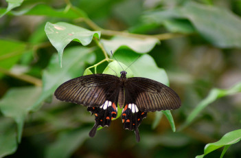 Картинка животные бабочки лист