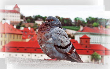 Картинка животные голуби птица