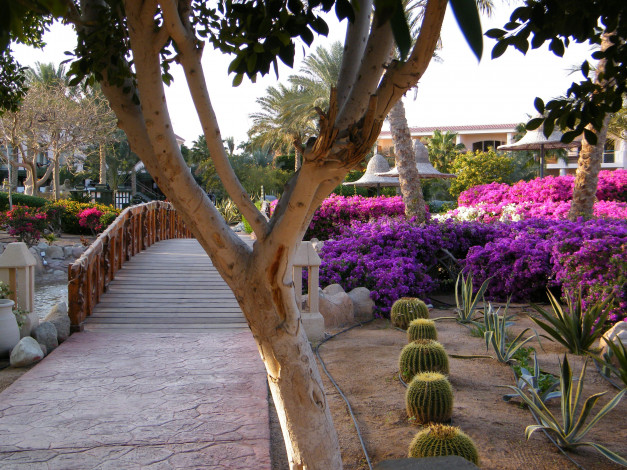 Обои картинки фото sharm, el, sheikh, природа, парк, египет