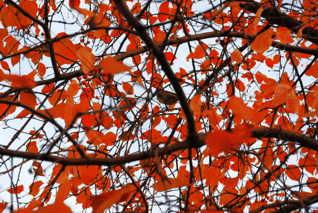 Обои картинки фото природа, листья, ветки, птицы