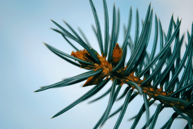 Обои картинки фото природа, макро, ель, деревья, ветки, иголки
