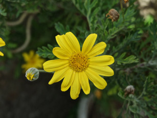 Картинка цветы лепестки