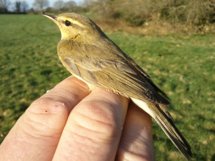 Картинка животные птицы птичка