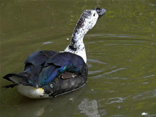 Картинка животные утки утка