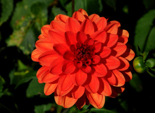 Картинка цветы георгины бутон