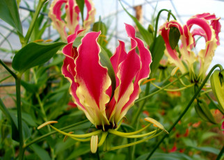 Картинка цветы глориоза лепестки красный