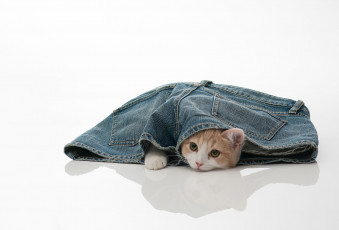 обоя животные, коты, котёнок