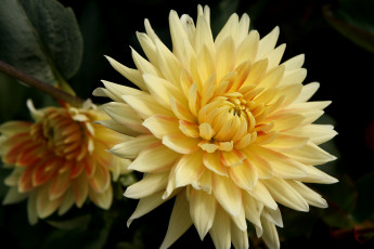 Картинка цветы георгины желтый лепестки