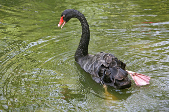 Картинка животные лебеди лебедь
