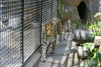 Картинка животные леопарды тигр