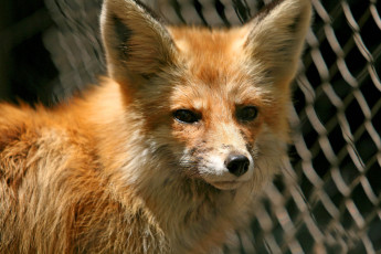 Картинка животные лисы лиса