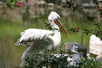 Картинка животные пеликаны пеликан
