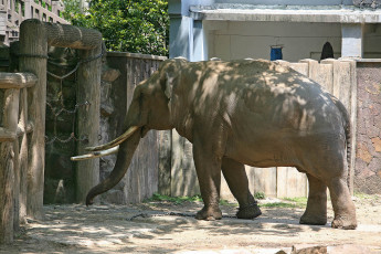 Картинка животные слоны слон