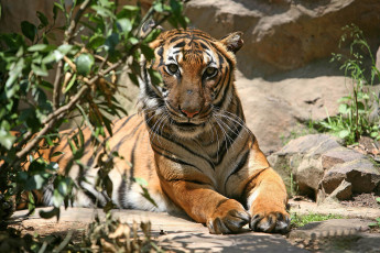 Картинка животные тигры тигр