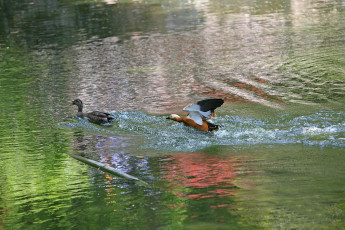 Картинка животные утки