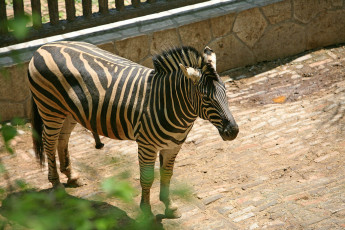 Картинка животные зебры зебра