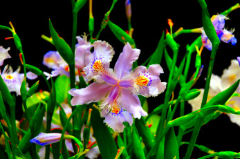 Картинка цветы ирисы сиреневый