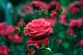 Картинка цветы розы красный бутоны