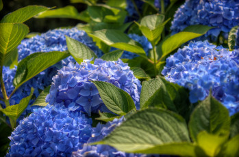 Картинка цветы гортензия синий