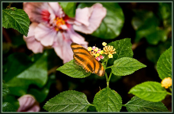 Картинка животные бабочки бабочка